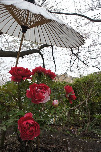 鶴岡八幡宮では、人が多すぎて桜を見ずにほとんど牡丹を見ていました（笑）