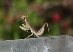 dime-sized praying mantis