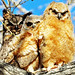 Horned Owls 2