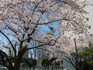 津田沼一丁目公園の桜