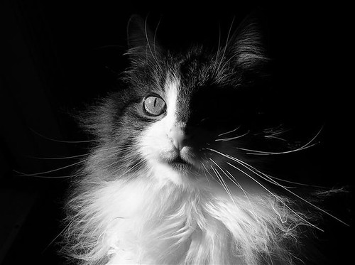 Captivated Cat ~ Shadows & Light by Chantal.PhotoPix