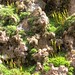 Micro steli della vegetazione parietale in via Angelicchio