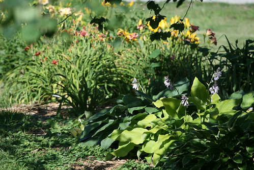 daylily bed with hostas