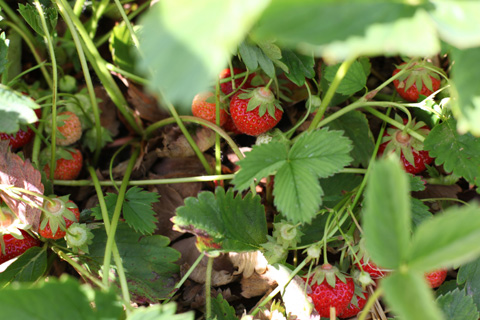 strawberries4-0612