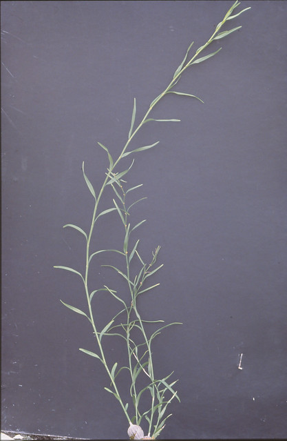 Dendrobium linearifolium