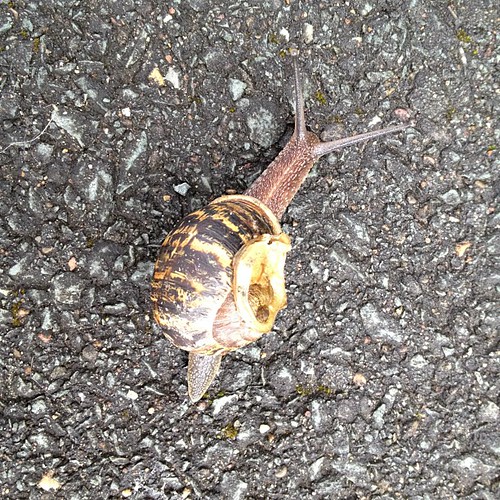 Snail