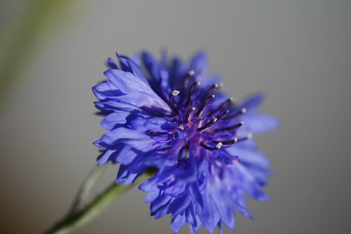 Centaurea azul