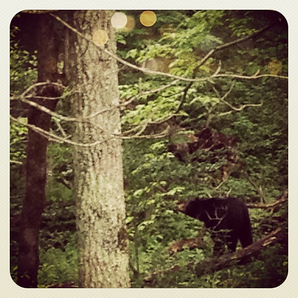 We saw a bear! Her cub was up in a nearby tree.