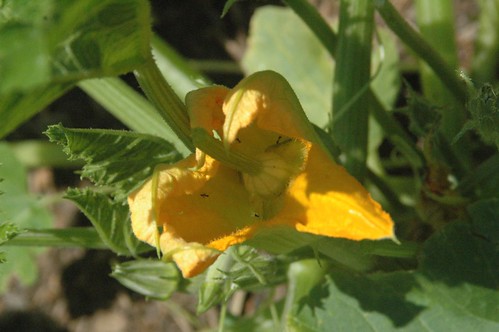 Pollinating squash by hand for higher yields. 