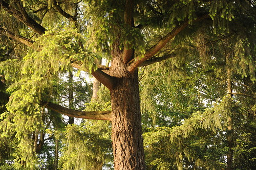 Detail of the bark, tree on the Nike campus, Beaverton, Oregon, USA by Wonderlane