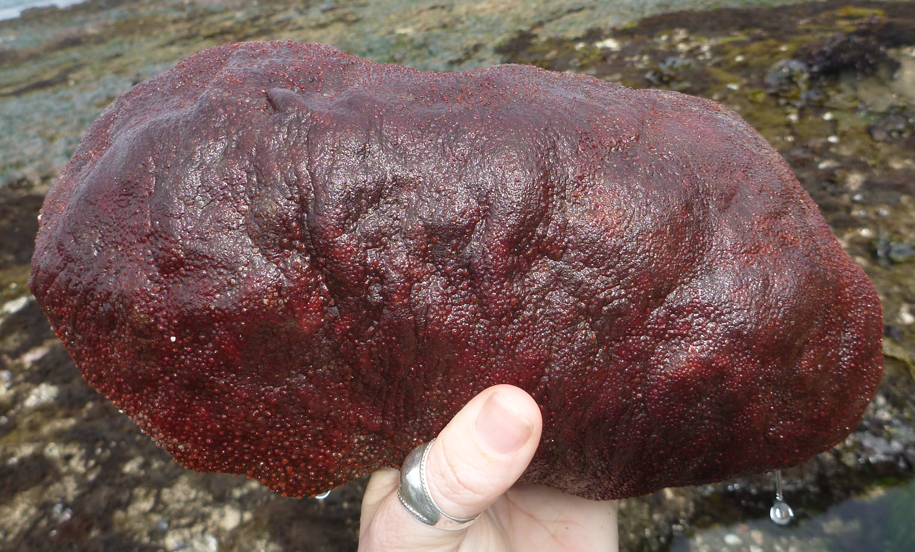 · gumboot chiton, observed by kestrel on May 22, 2012