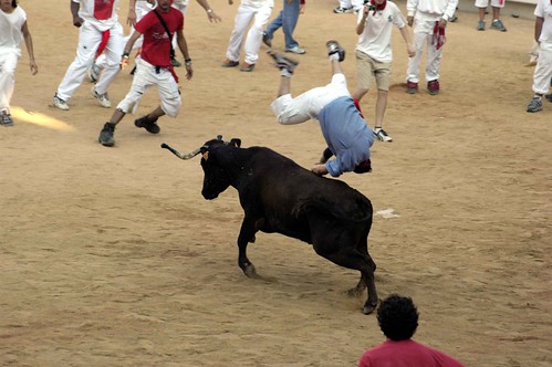Fighting cows