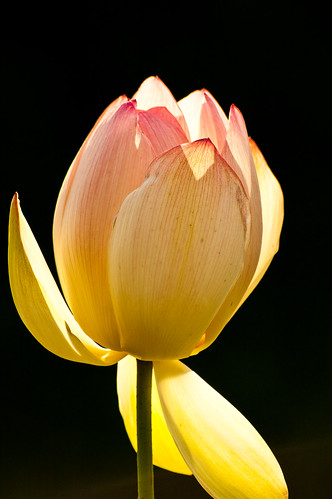 Day 153 - The Water Lily