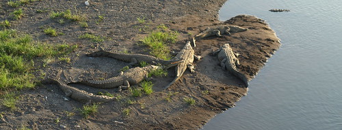American Crocodile (Crocodylus acutus) Cocodrilo
