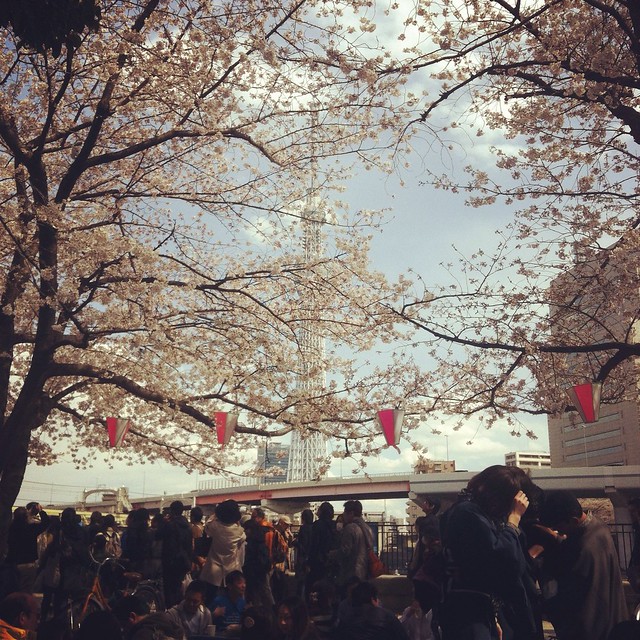 Cherry blossoms with skytree tower