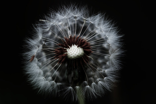 無料写真素材|花・植物|タンポポ|種子