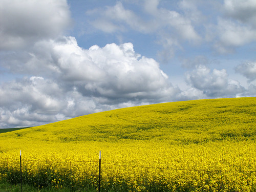 Canola in full bloom by campviola