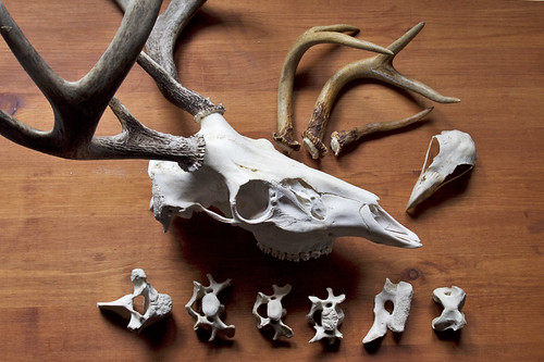 bones and antlers