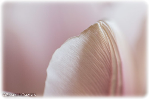 Tulip petal. by BambersImages