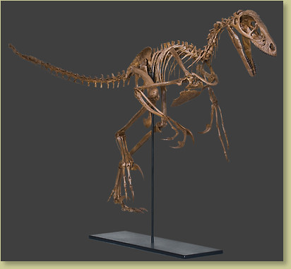 Stunning Raptor dinosaur skull Bambiraptor fossil replica