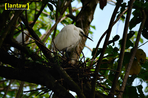 Nesting Lesser Egret