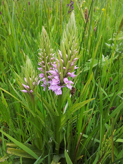 hybrid marsh orchids