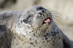 La Jolla Sea Lions and Seals - 2012