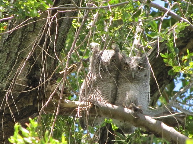 Eastern Screech-owl at Salem Ranch in Flanagan, IL 20