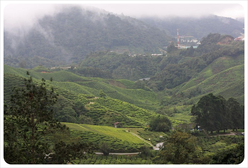 boh tea plantation cameron highlands