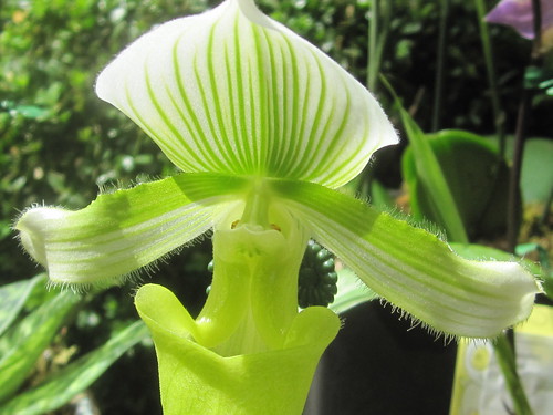 Green Orchid Flower