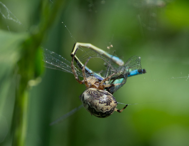 Nuctenea cornuta spider eating blue tailed damselfly pair 2