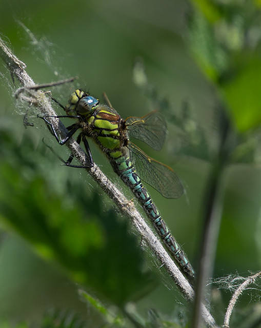 hairy dragonfly