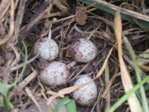 Song Sparrow Eggs