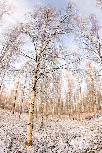 Koivu, talvi | Betula, winter by Mtj-Art - Thanks for over 200,000 views :)