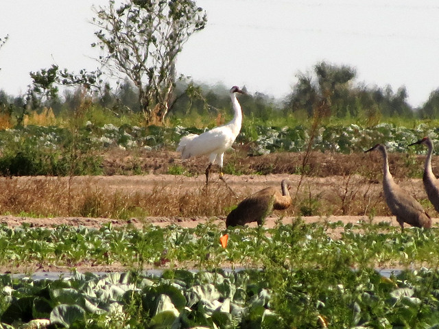 Whooping Crane with Sandhill Cranes