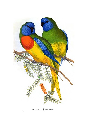008-Parrots in captivity-1884- William Thomas Greene