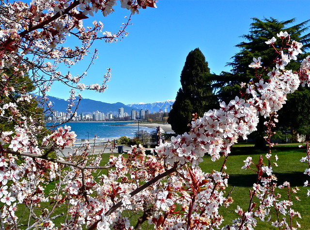 Cherry Blossom Festival - Vancouver 2012