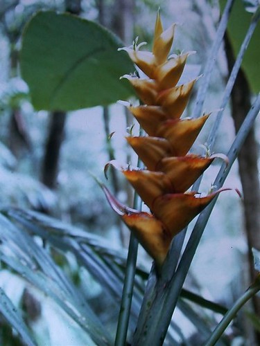 Native Heliconia in Luquillo Forest