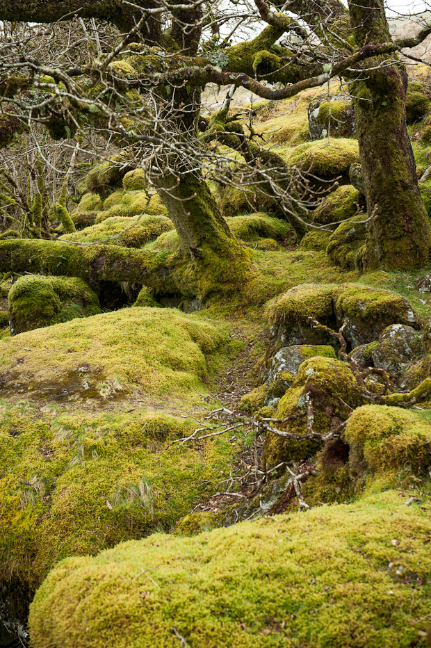 Moss Dartmoore