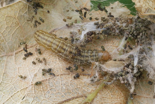 Acrobasis consociella larva