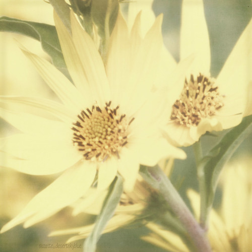 RV Park Flowers ~ Revisited by Suzette.desertskyblue