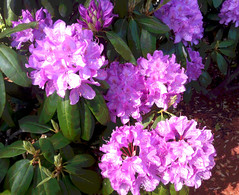Rhododendrons in Bloom (Posterized) by randubnick