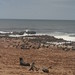 Seal colony, Skelleton Coast, Namibia - IMG_3749_CR2