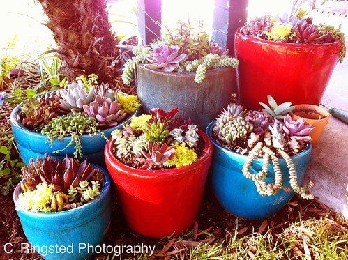 DIY: Potted Succulent Garden by Sanctuary-Studio