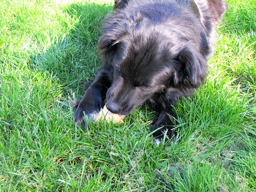 Bear Cub eats her dog cone like a lady