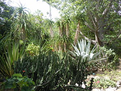 Eden botanical garden. Reunion island