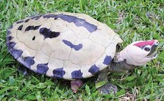 馬來西亞霹靂（Perak）呈現婚姻色的雄性鹹水龜（Batagur borneoensis）。（Doug Hendrie 攝）