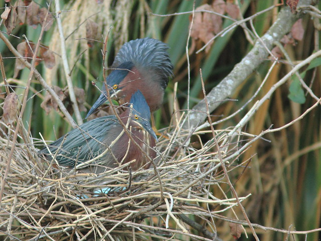 Green Heron pair exchanging incubation duty 2-20120325