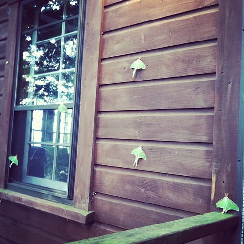 Five Luna moths greeted me on my return from an early morning run!