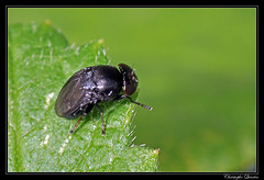 Diptera/Ephydridae